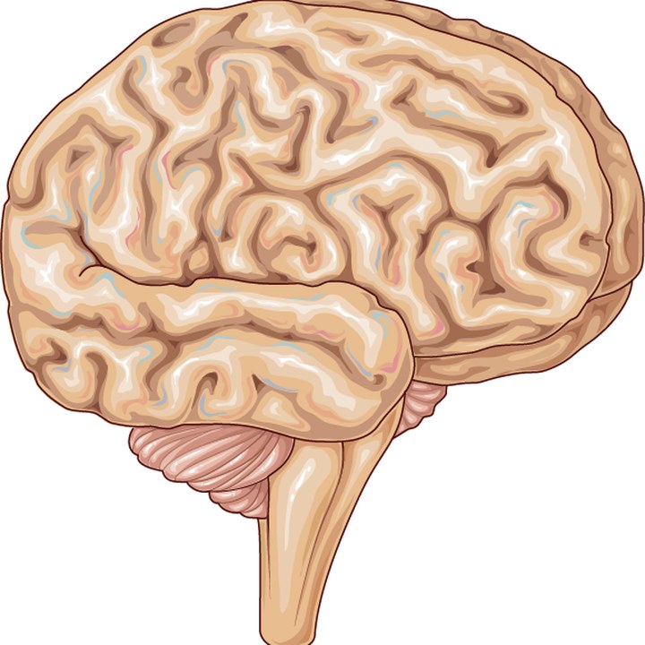 Skull base surgery, brain illustration