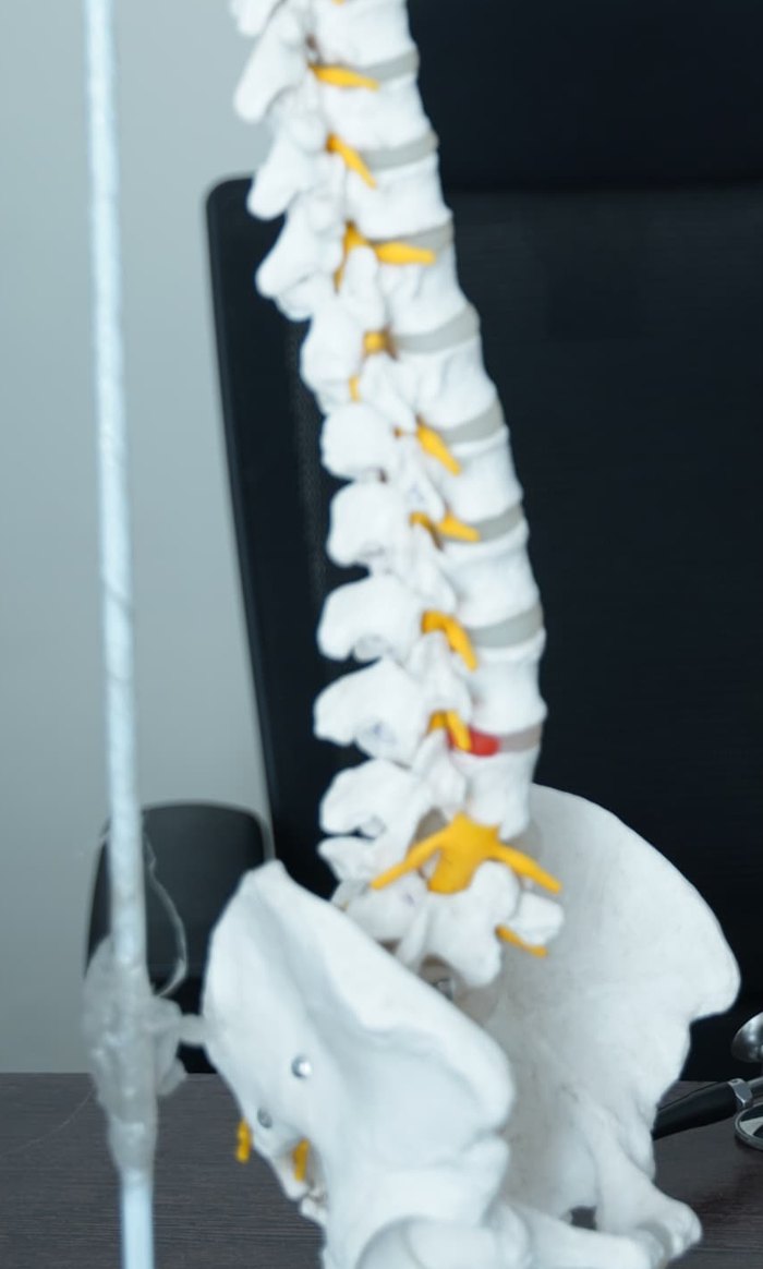 Anatomical lumbar spine model with nerve roots and pelvis, used for the open-model module